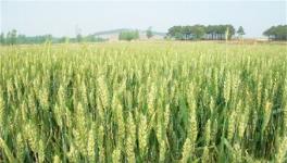 小麦种植的注意事项