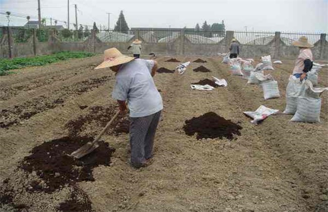 如何改良 菜地 土壤