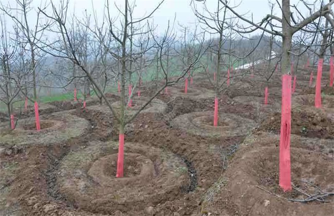 果树 冬季施肥 注意事项