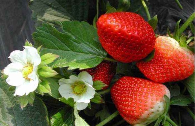 草莓 如何 防冻越冬