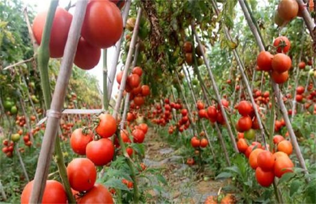 如何提高 西红柿 产量