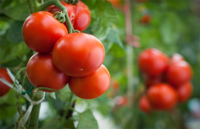 如何提高 西红柿 产量