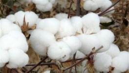 棉花价格多少钱一斤