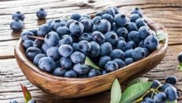 蓝莓多少钱一斤