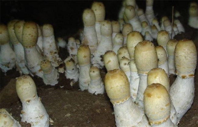 鸡腿菇的常见病害防治方法