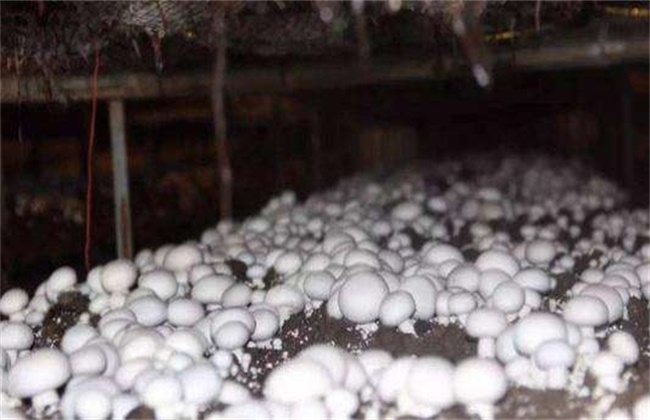 双孢菇的种植技术