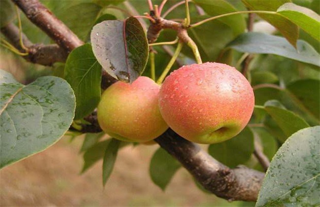 南果梨 种植 技术