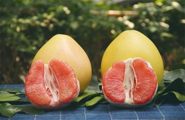 红肉蜜柚 种植 管理要点