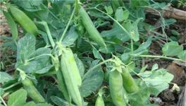 豌豆的种植注意事项