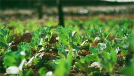 豌豆的高产施肥技术