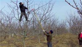 苹果树冬季修剪技术