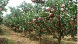 苹果树管理技术