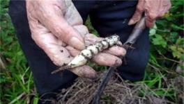 草石蚕种植技术