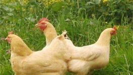 肉鸡养殖的优势