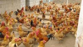 养鸡场如何防治禽流感