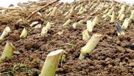 皇竹草的种植方法