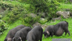 内蒙古察右前旗签约生态黑猪养殖项目