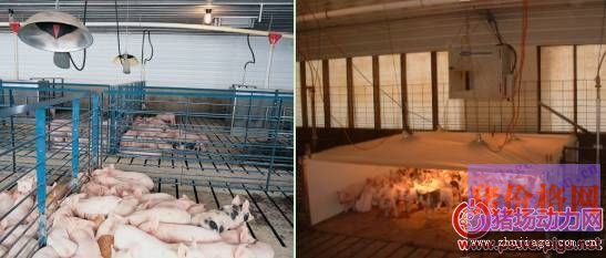 现代化养猪场保温系统设计