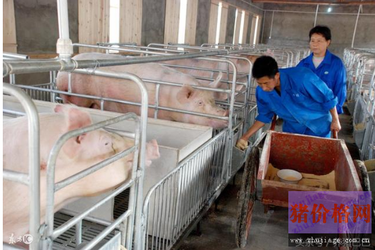 生猪养殖设备已经成为阻碍养猪业发展的绊脚石了吗