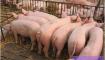 2015年北京市生猪出栏数下降7%