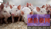 饲料企业布局养猪业 规模化进程加速推进