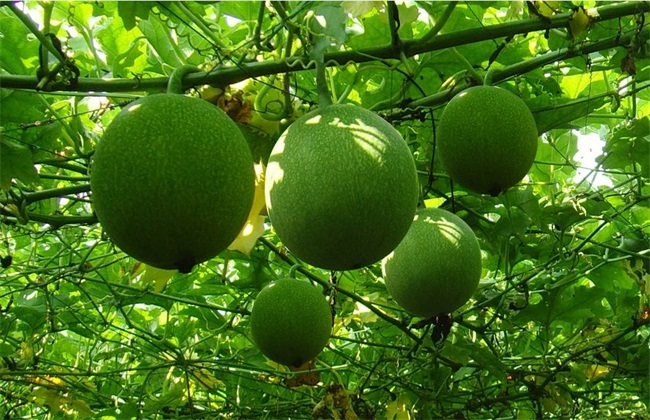 瓜蒌 种植 前景