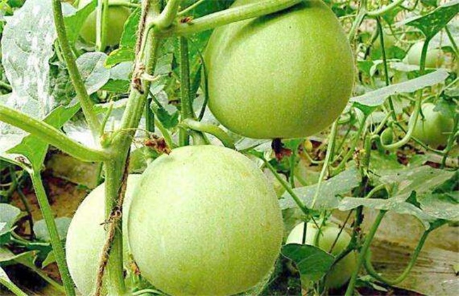 香瓜种植效益