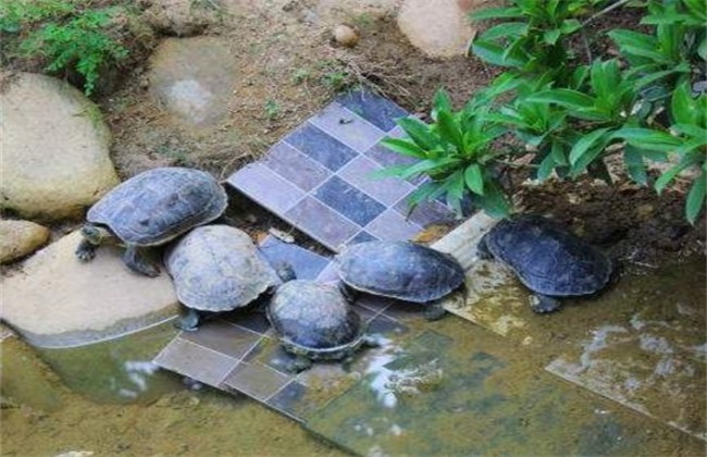 乌龟 饲养 方法