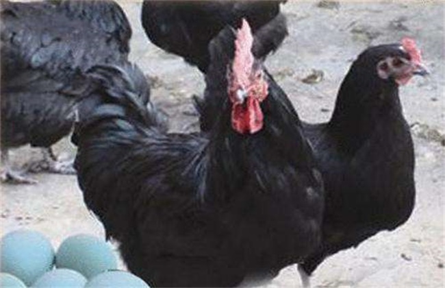 五黑鸡养殖前景