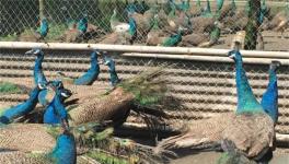 孔雀养殖中的常见问题