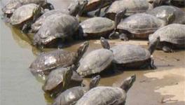 如何降低海龟养殖成本