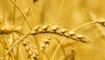 小麦的最新价格是多少？今年中后期小麦价格走势预测