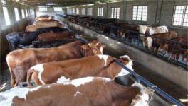 育肥牛饲养管理技术