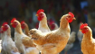 2020年三黄鸡的价格是多少？三黄鸡育种的成本收益分析