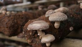 你靠种植蘑菇赚钱吗？补种的成本效益分析