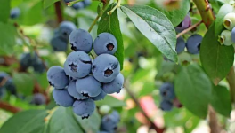 2020年蓝莓的价格是多少？蓝莓种植前景分析