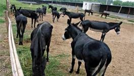 肉驴养殖的风险