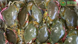 2020年青蟹的价格是多少？青蟹养殖前景分析