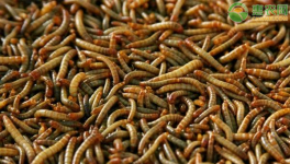 2020年黄粉虫的价格是多少？黄粉虫育种前景分析