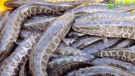 一亩黑鱼养殖的成本收益是多少？