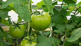 你种植西红柿赚钱吗？种植前景如何？(有种植效益)