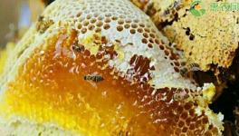 本地蜂蜜的市场价格和前景如何？