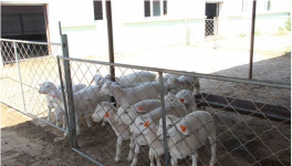羊的体外寄生虫怎样预防与治疗？有哪些表现形式？