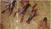 小龙虾的主要危害和用途都有什么？