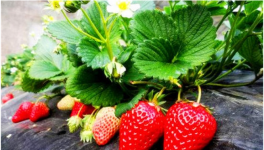 如何提高草莓的甜度