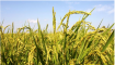 2020年稻谷全新行情：影响稻谷价格因素分析