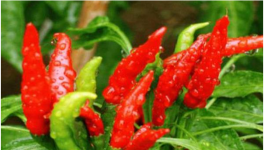 辣椒可跟什么农作物混种？