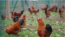春季养鸡容易发病的原因