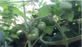 西红柿施肥技术和注意事项