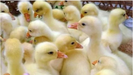 雏鸭养殖常见问题